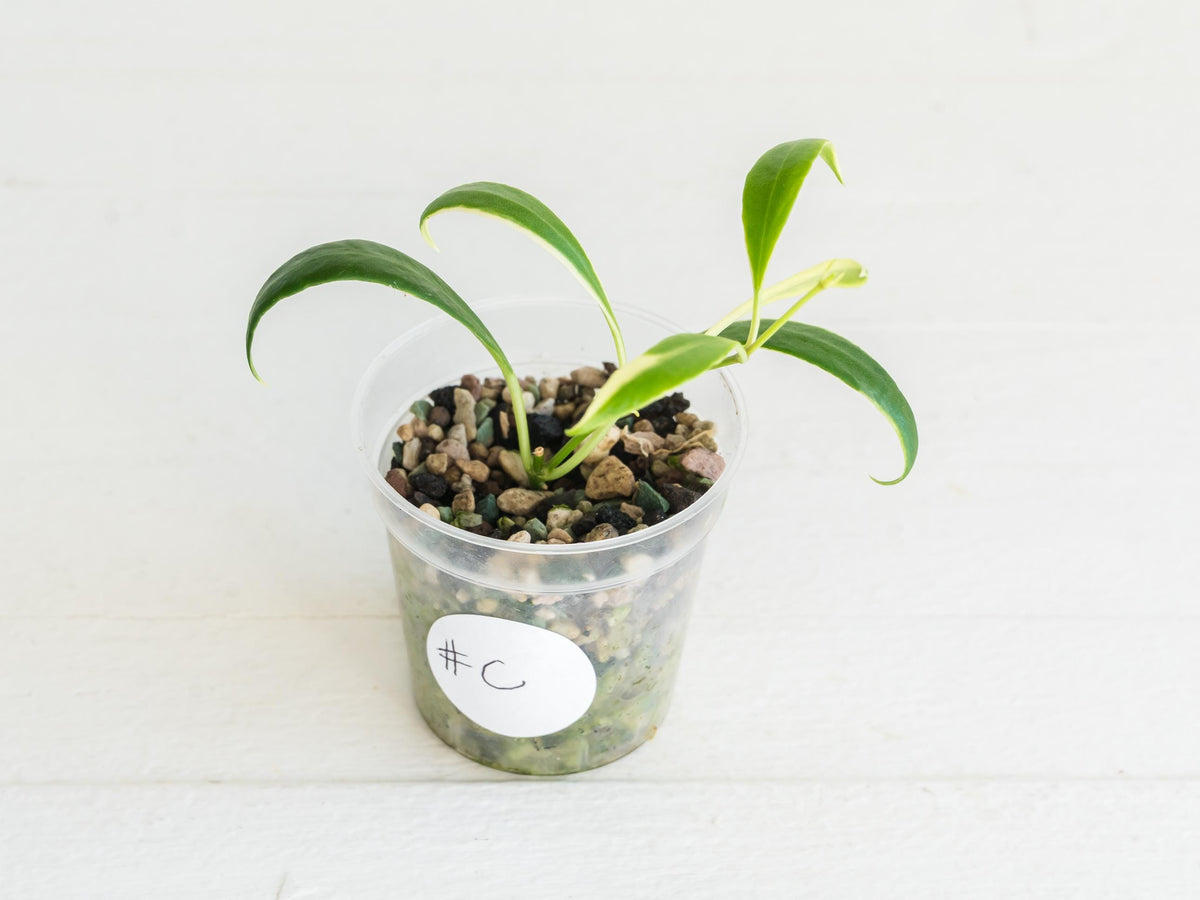 Hoya tsangii (Outer Variegated / Albo) | 2-Inch Pot