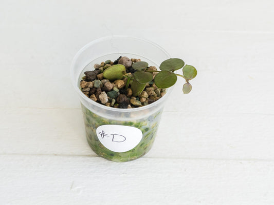 Hoya peltata | 2-Inch