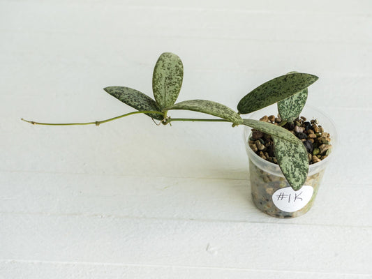 Hoya sigillatis 'Round Leaf' aka sigillatis (Silver) AH001 aka Borneo | 2-Inch