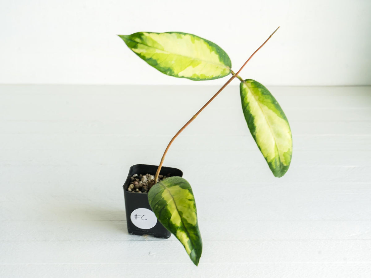 Hoya Aceh 'Ladia Galaska' | 2-Inch