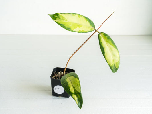 Hoya Aceh 'Ladia Galaska' | 2-Inch