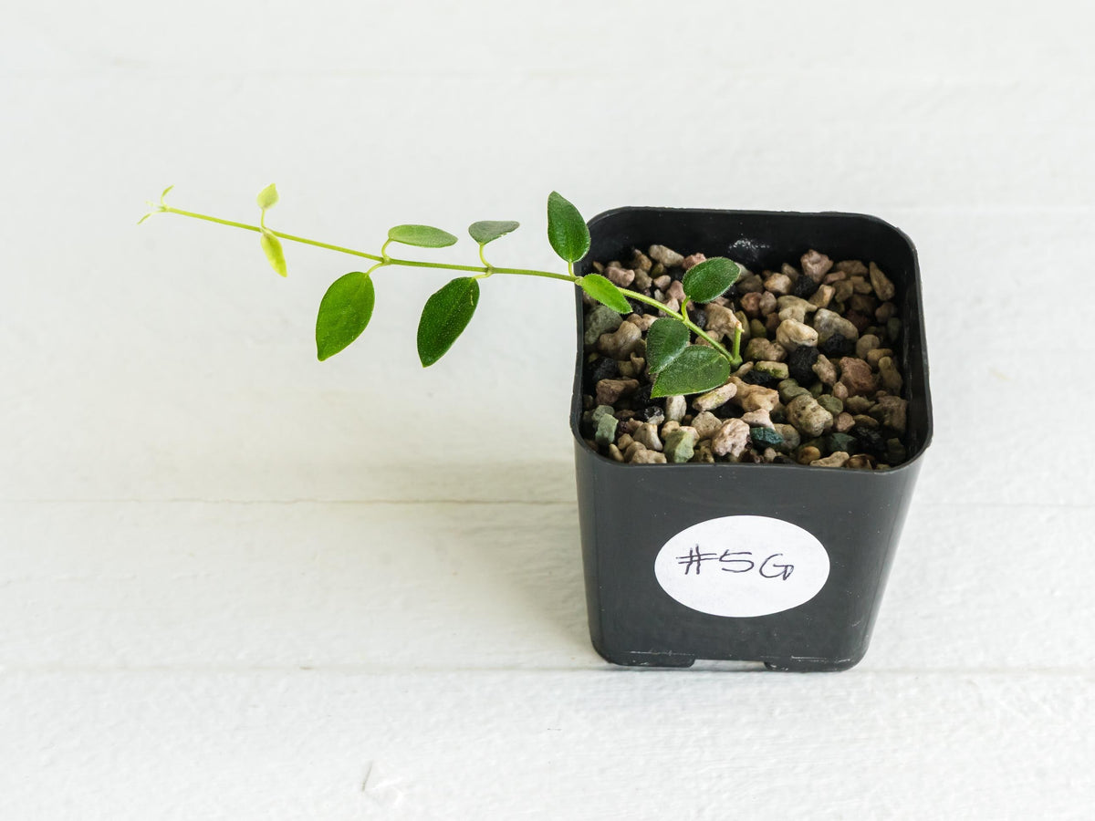 Hoya pulleana (IM-02) | 2-Inch
