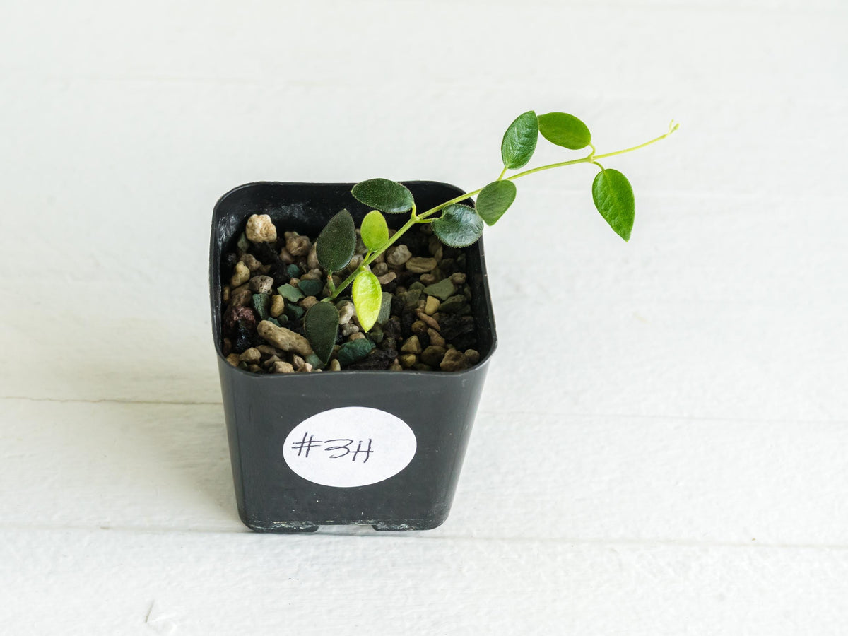 Hoya pulleana (IM-02) | 2-Inch