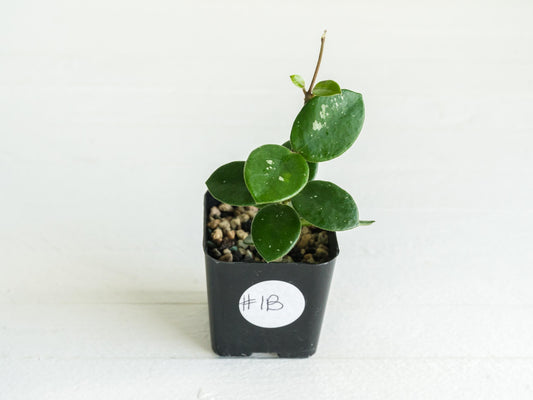 Hoya 'Mathilde' | 2-Inch