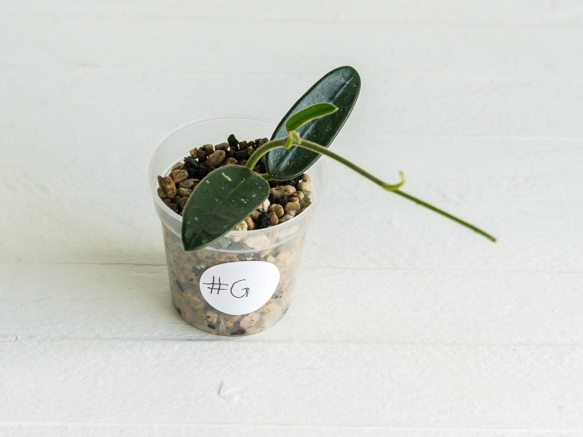 Hoya lyi (uncommon variety aka China) | 2-Inch