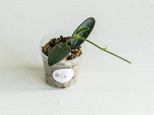 Hoya lyi (uncommon variety aka China) | 2-Inch