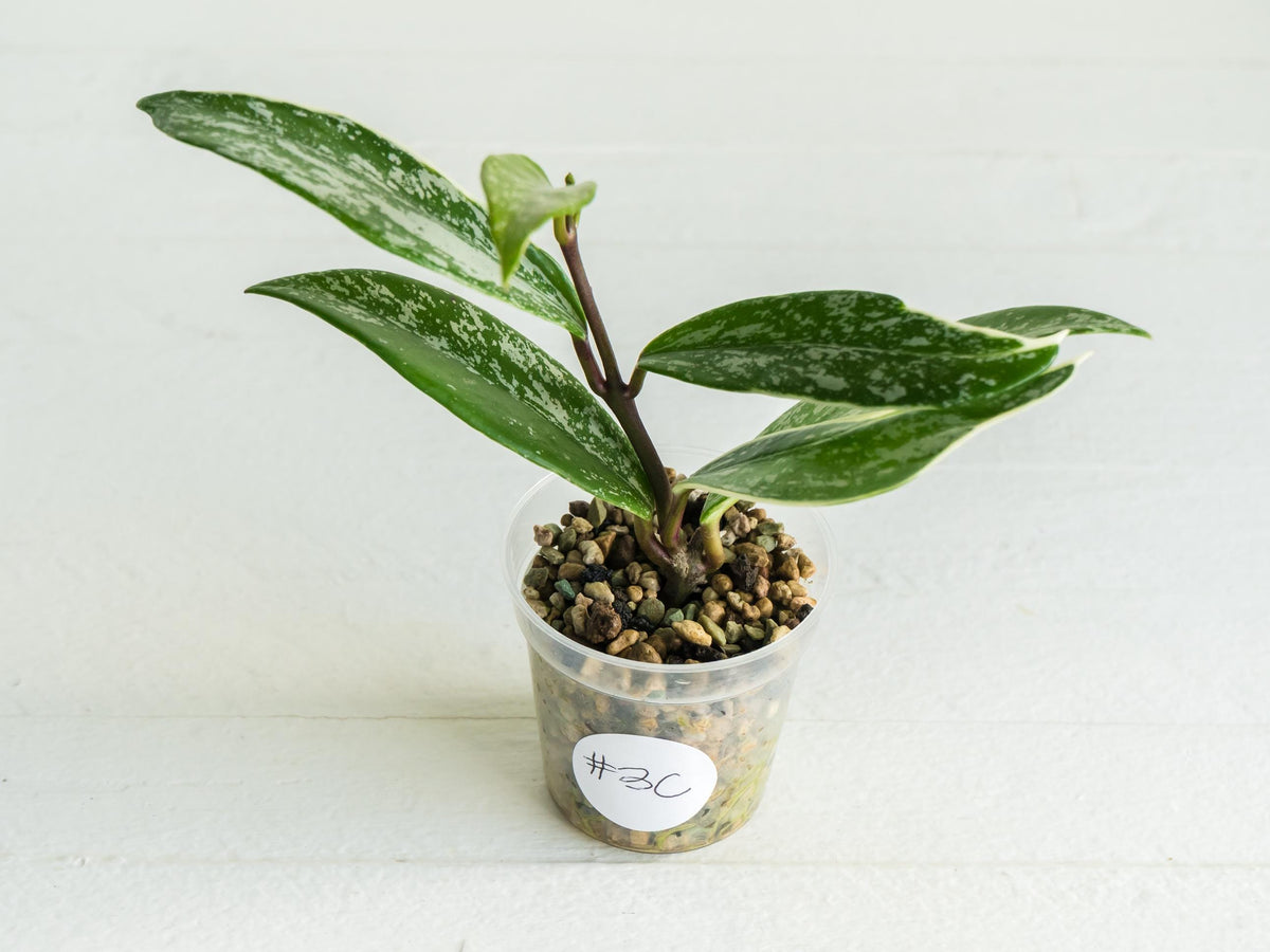 Hoya pubicalyx (Albo, Splash) | 2-Inch