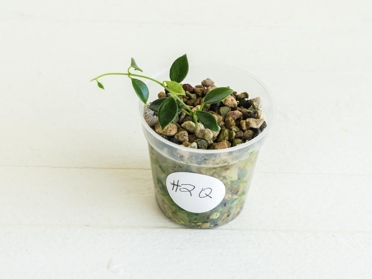 Hoya papua (PNG IM-08) | 2-Inch
