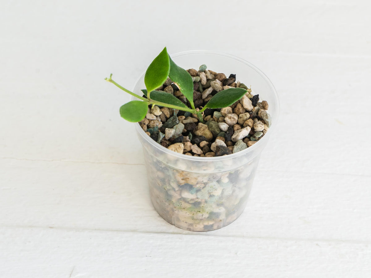 Hoya mini Mamasa ssp. Longicorolla | 2-Inch