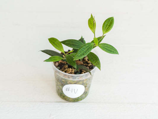 Hoya Microdwarf | 2-Inch