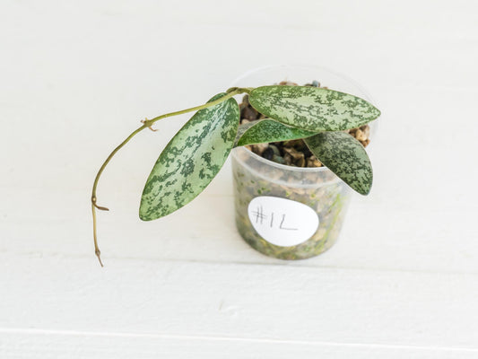 Hoya sigillatis 'Round Leaf' aka sigillatis (Silver) AH001 aka Borneo | 2-Inch