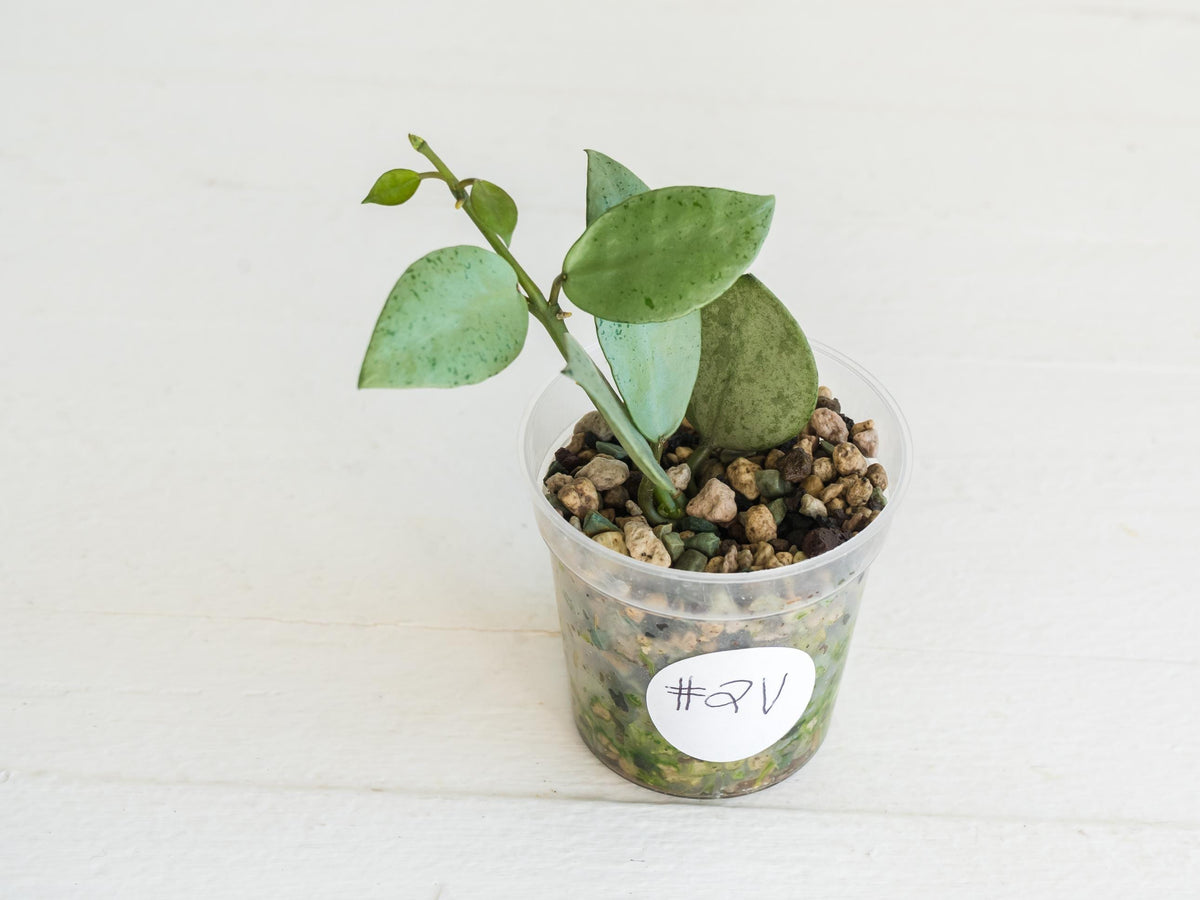 Hoya lacunosa 'Silver Mint Coin'