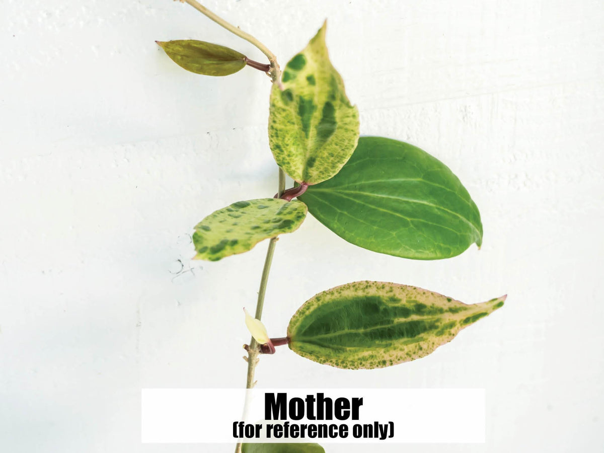 Hoya 'Crocodile' | 2-Inch