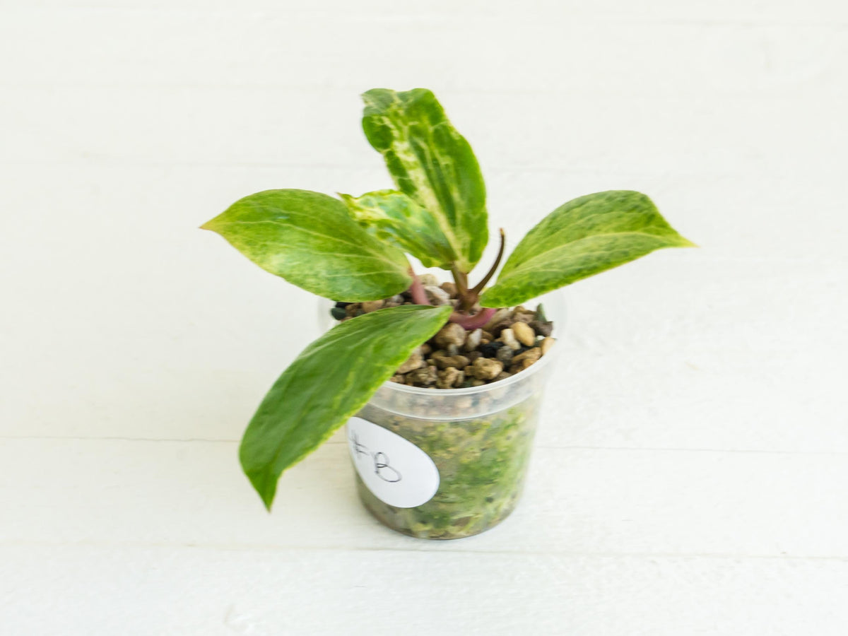 Hoya 'Crocodile' | 2-Inch