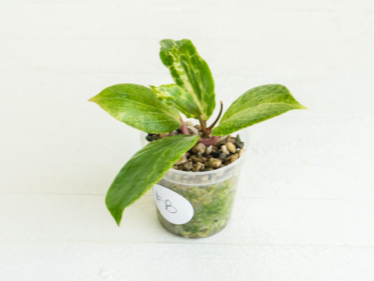 Hoya 'Crocodile' | 2-Inch
