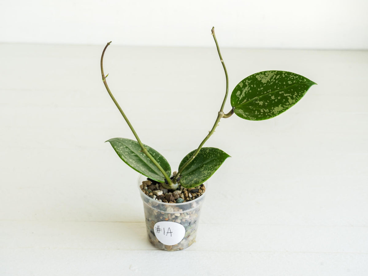Hoya verticillata (EPC-997) | 2-Inch