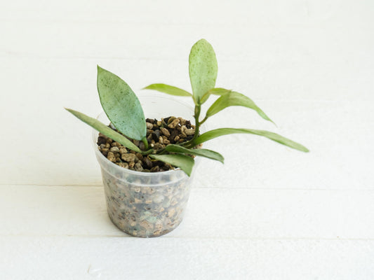 Hoya lacunosa (Winter Pandora) | 2-Inch