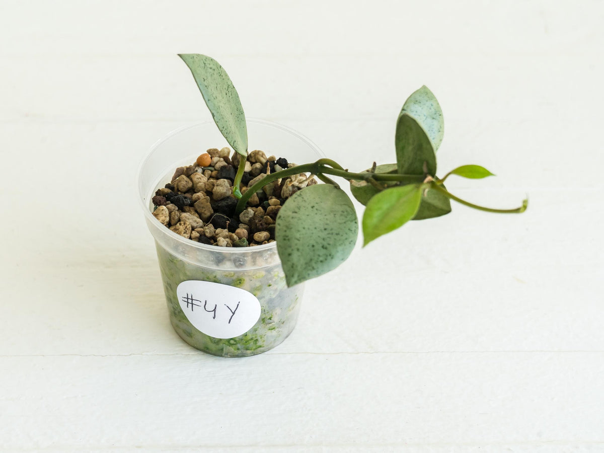 Hoya lacunosa 'Silver Mint Coin'