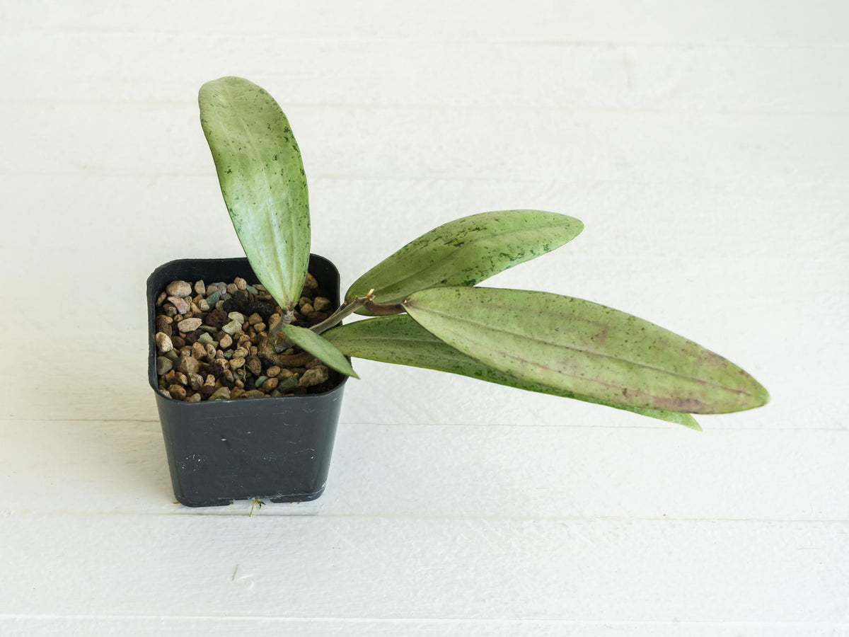 Hoya Bengkulu (Silver) | 2-Inch