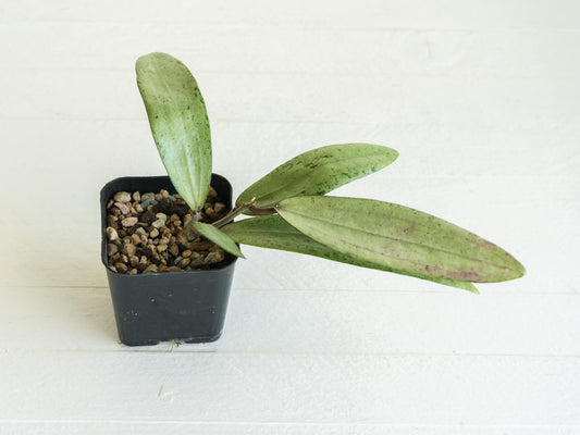 Hoya Bengkulu (Silver) | 2-Inch