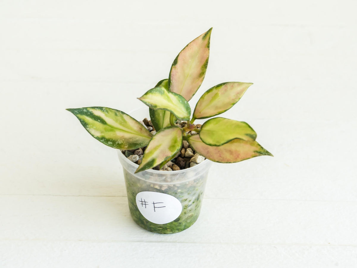 Hoya nabawanensis (Inner Variegated) | 2-Inch