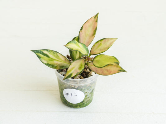 Hoya nabawanensis (Inner Variegated) | 2-Inch