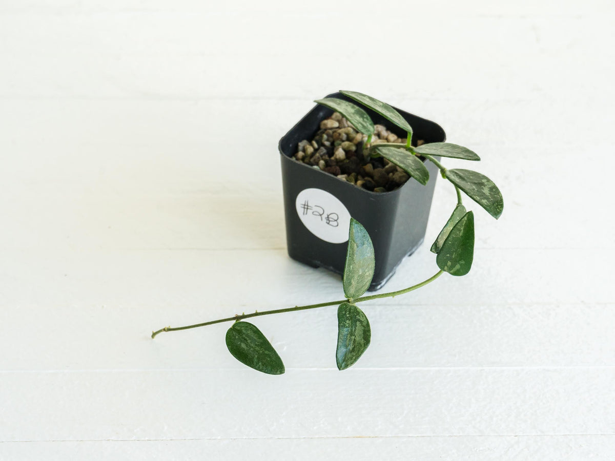 Hoya lima (Splash) | 2-Inch