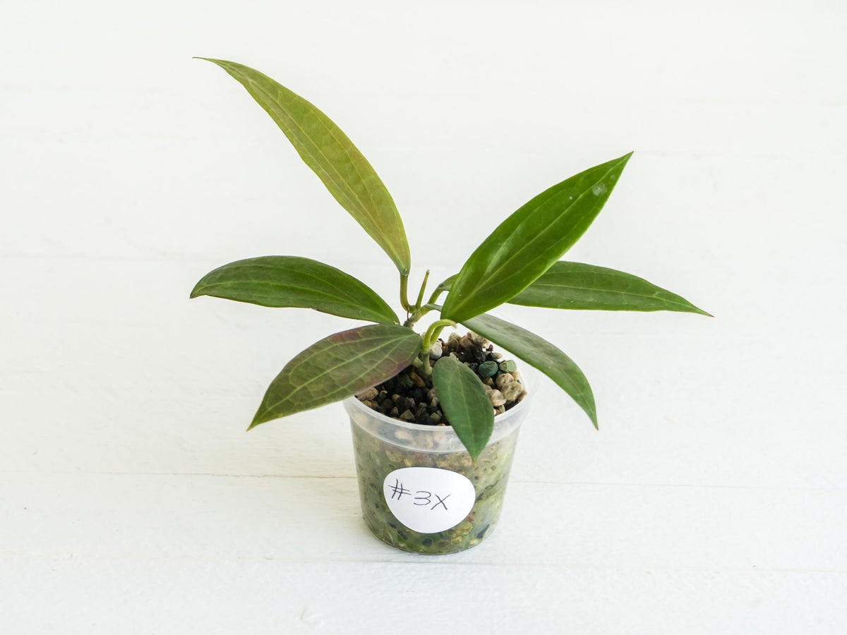 Hoya Microdwarf | 2-Inch