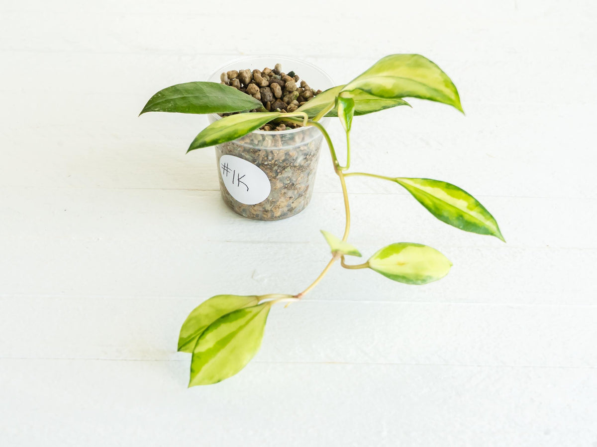 Hoya walliniana (Inner Variegated) | 2-Inch