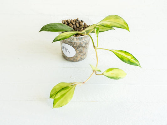 Hoya walliniana (Inner Variegated) | 2-Inch