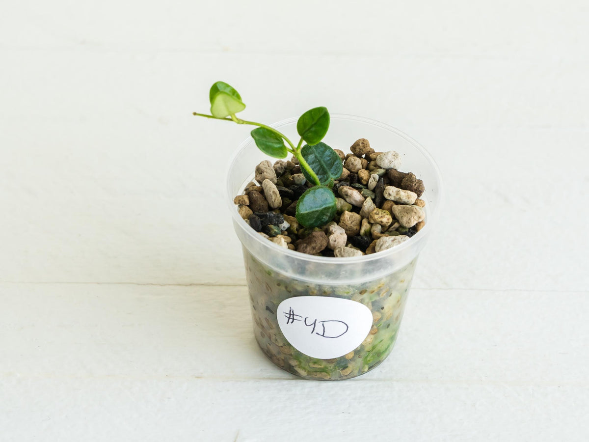 Hoya tengchongensis (aka nummularia) | 2-Inch