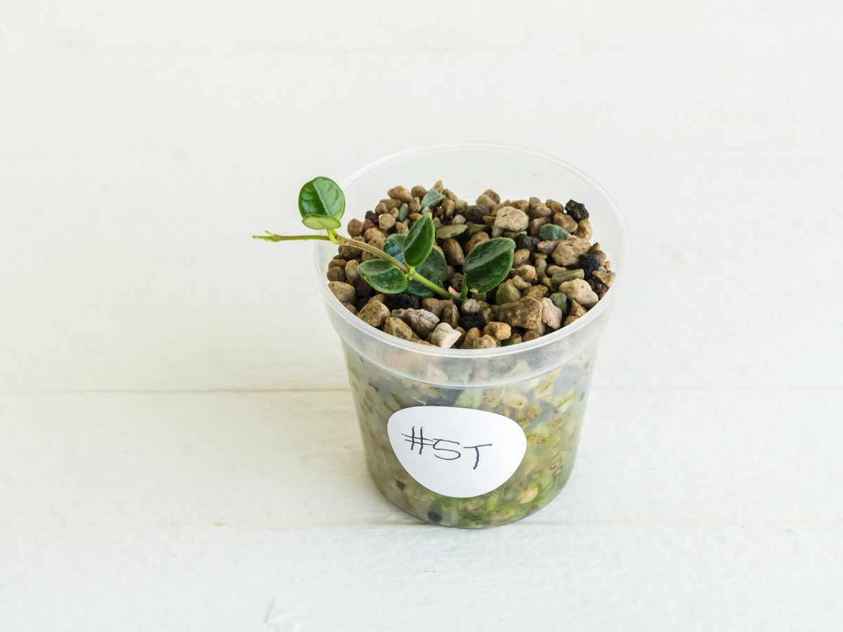 Hoya tengchongensis (aka nummularia) | 2-Inch