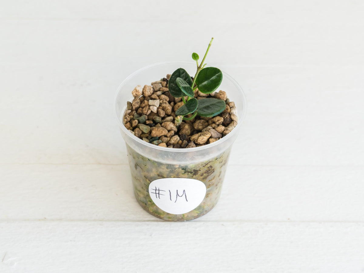 Hoya tengchongensis (aka nummularia) | 2-Inch