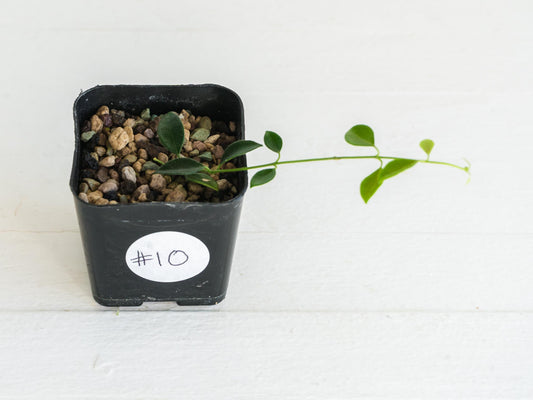 Hoya papua (PNG IM-08) | 2-Inch