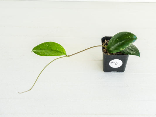 Hoya Lai Chau Splash | 2-Inch