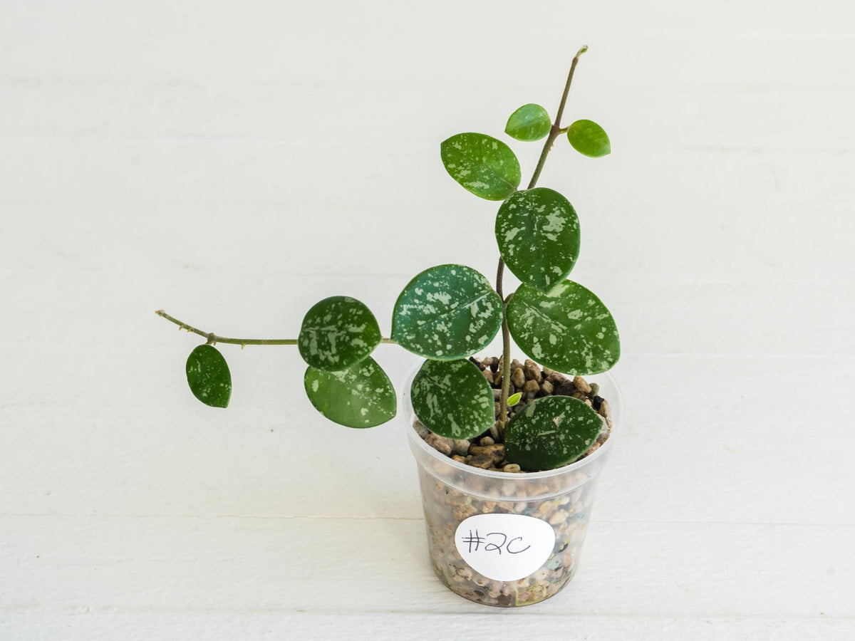 Hoya 'Mathilde' (Splash) | 2-Inch