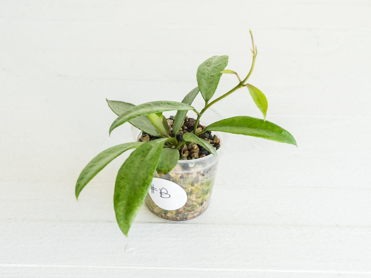 Hoya lacunosa (Winter Pandora) | 2-Inch
