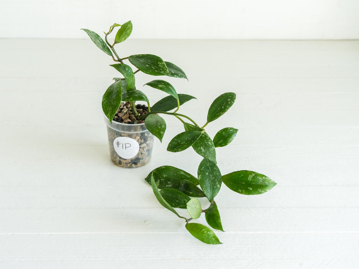 Hoya 'Rebecca' (Splash) | 2-Inch