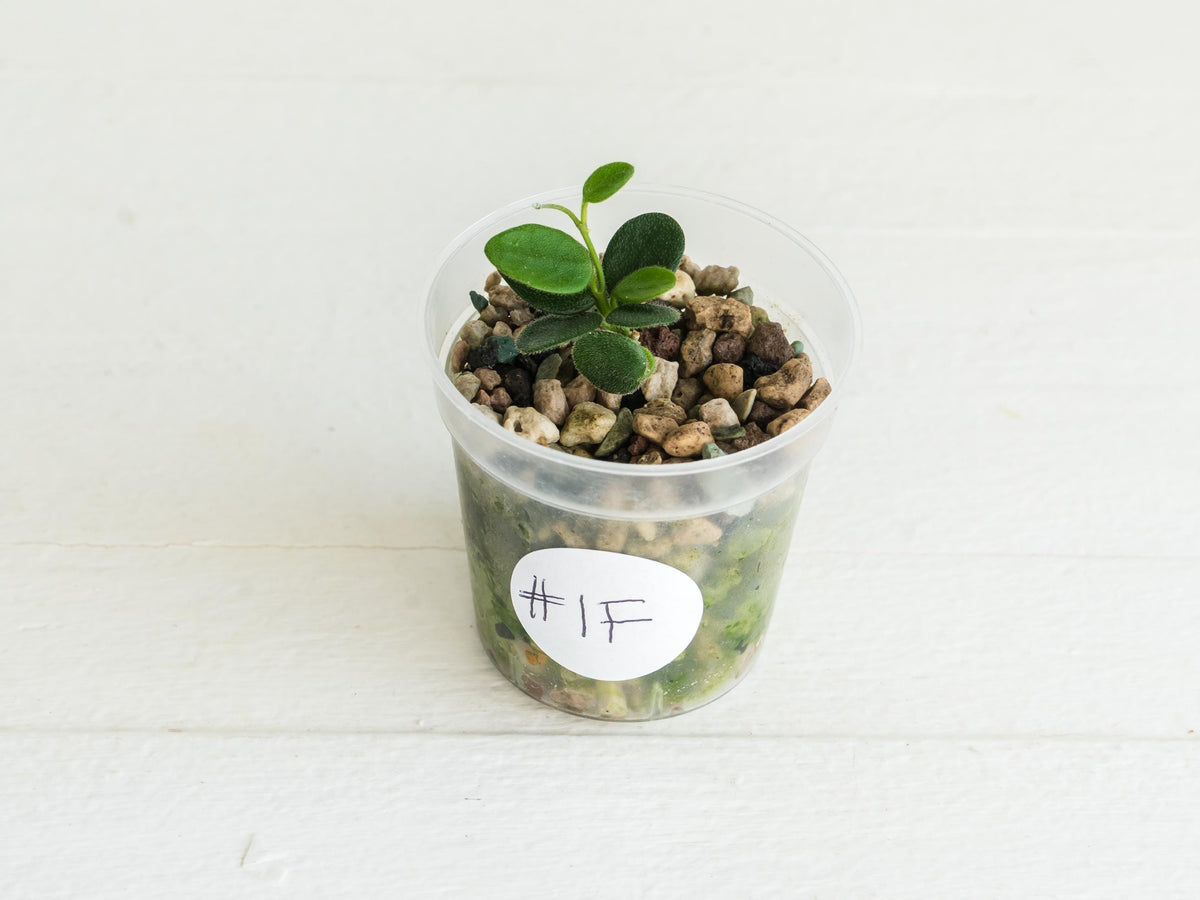 Hoya serpens | 2-Inch