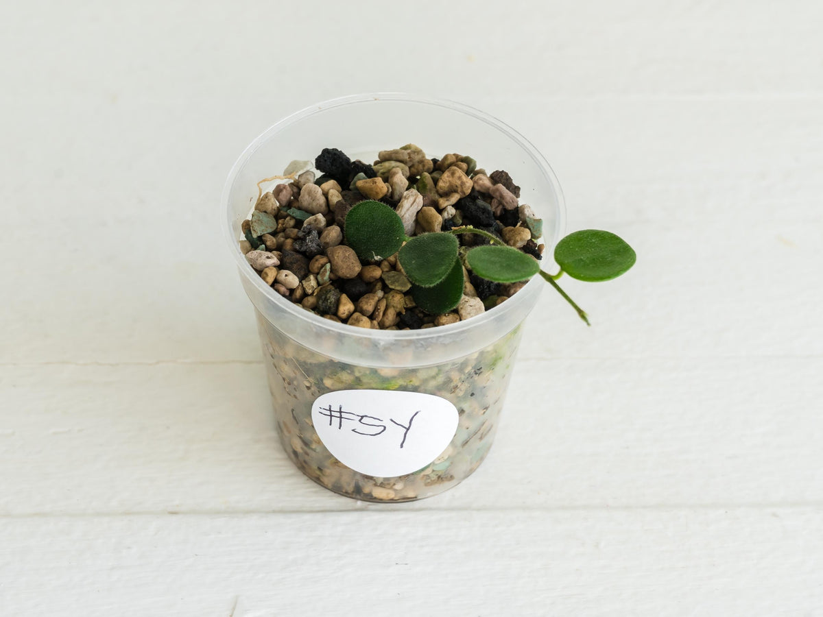 Hoya serpens | 2-Inch