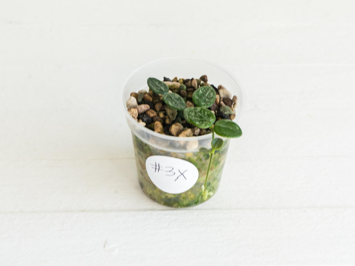 Hoya serpens (Splash) | 2-Inch