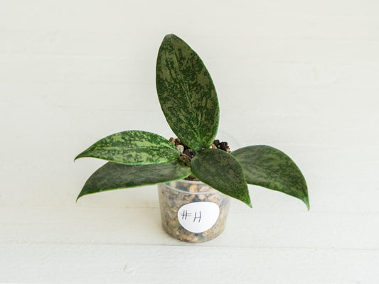 Hoya 'Wibergiea Pink Crush' (DMW-001-U) [verticillata (ex. wibergiea) x unknown] | 2-Inch