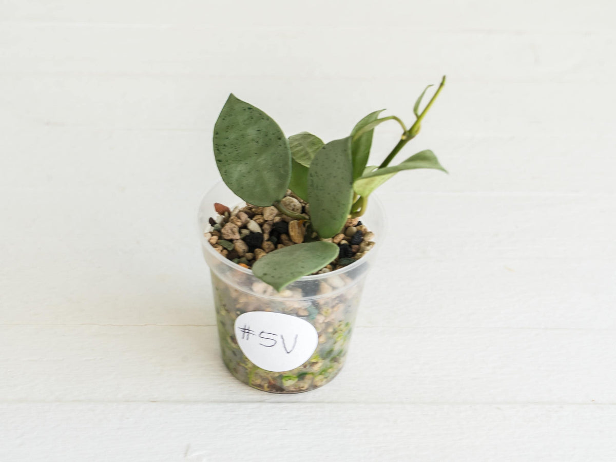 Hoya lacunosa 'Silver Mint Coin'