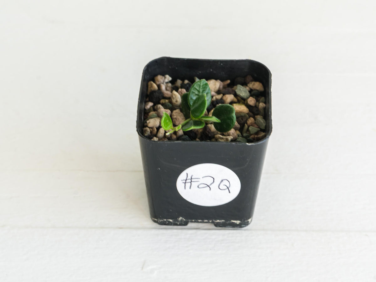 Hoya tengchongensis (aka nummularia) | 2-Inch