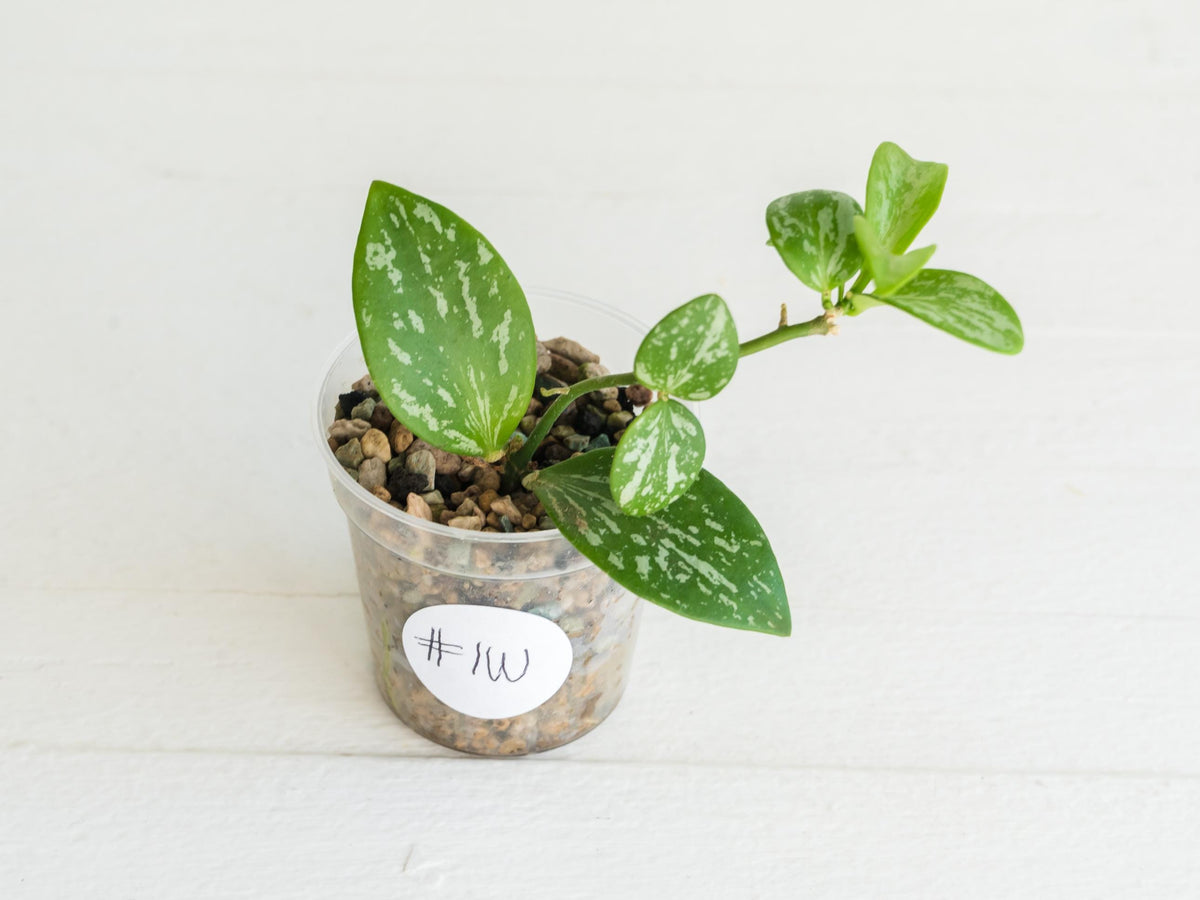 Hoya collina (IR-26) | 2-Inch