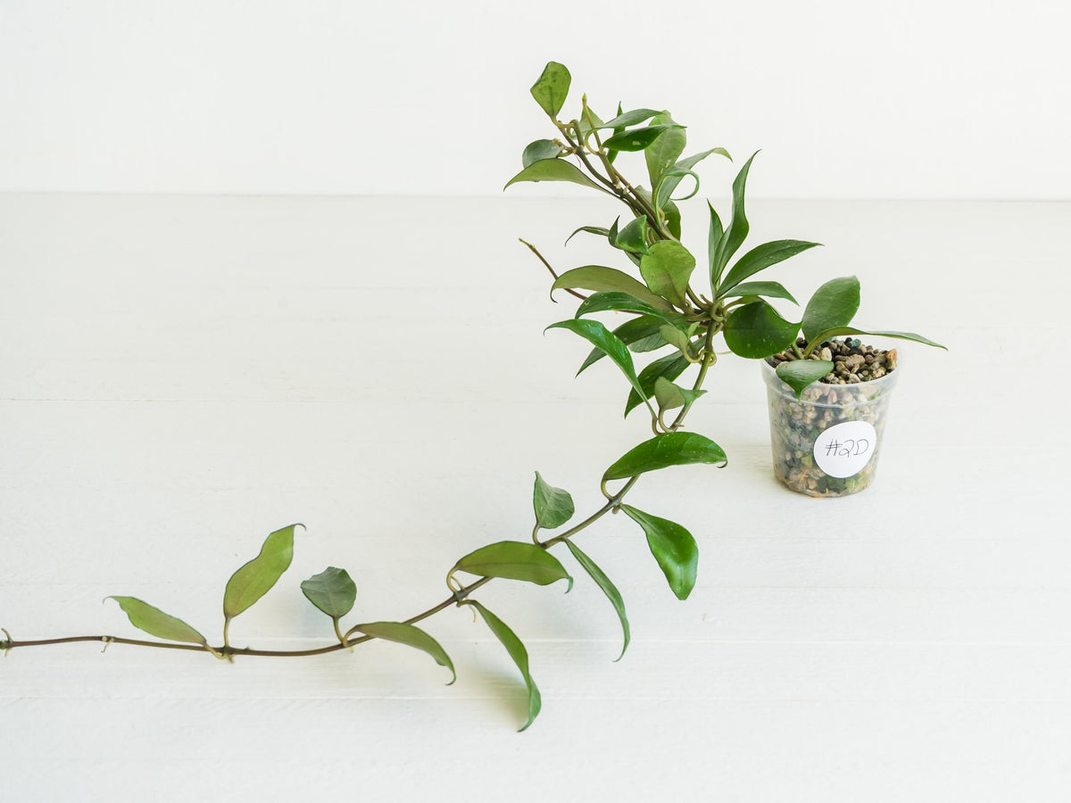 Hoya 'Rebecca' | 2-Inch