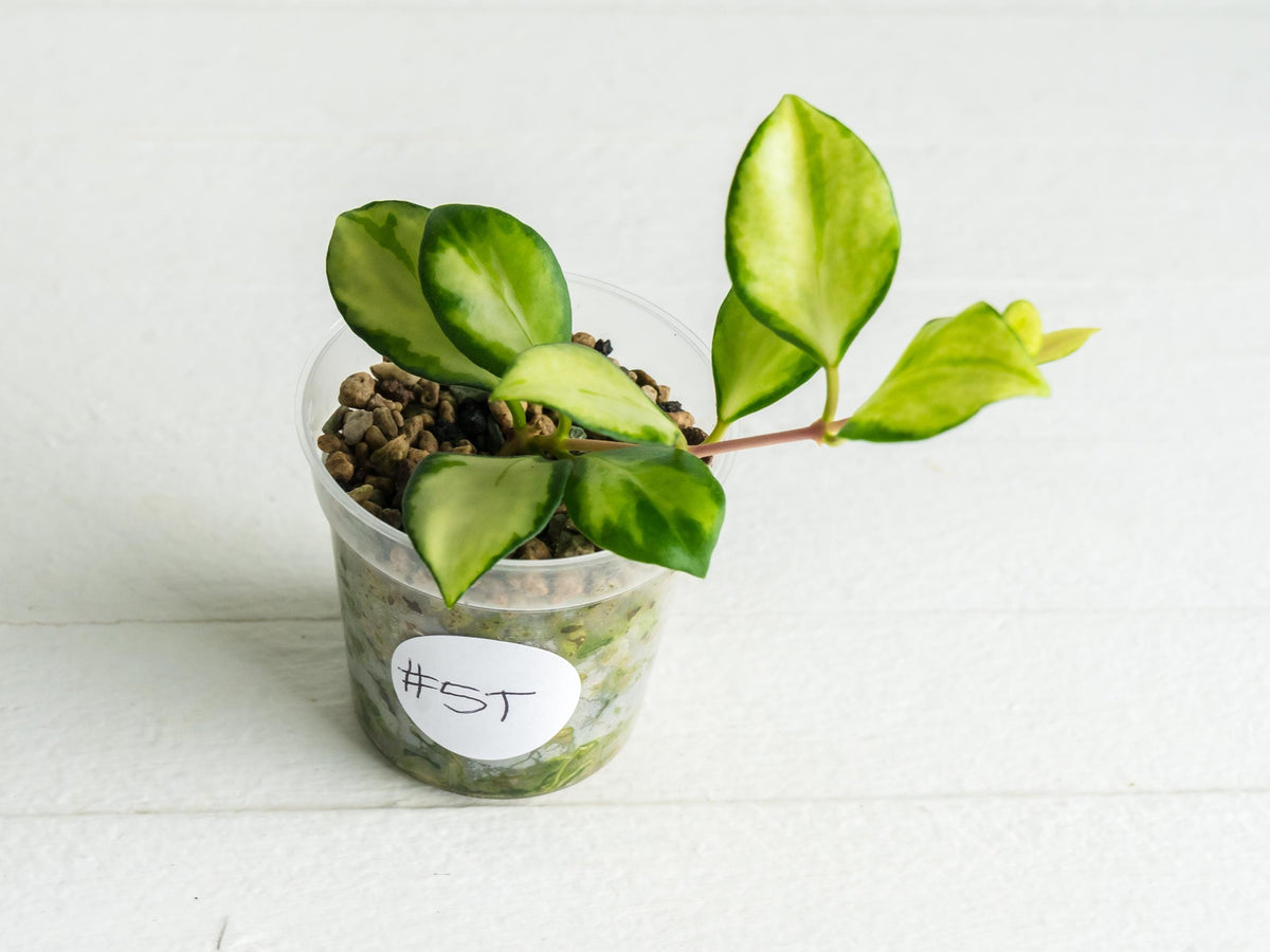 Hoya heuschkeliana (Inner Variegated) | 2-Inch