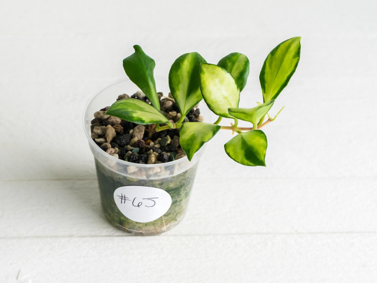 Hoya heuschkeliana (Inner Variegated) | 2-Inch