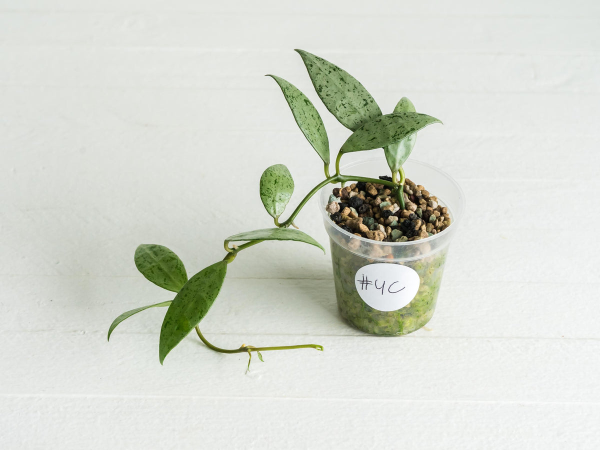 Hoya lacunosa 'Silver Lime' | 2-Inch