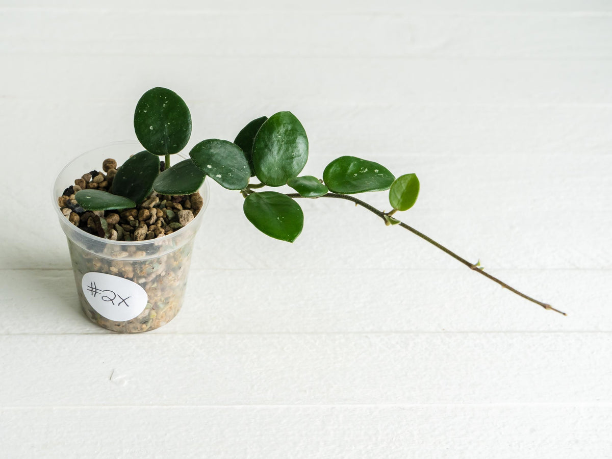 Hoya 'Mathilde' | 2-Inch